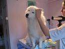 SAMOYED