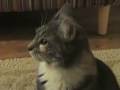 videos de Dancing Cats!