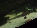 Sydney aquarium 2006 June