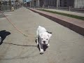 penny - walking down the street