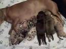 Chiweenie