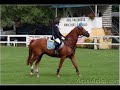 Gara di Equitazione 2007 - Borgotaro (Parma)