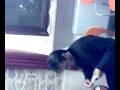 IL BARISTA A PENNA SAN GIOVANNI