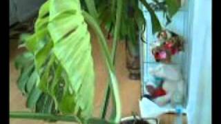 Monstera deliciosa time-lapse