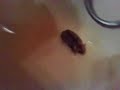 Piticli bonico! Piticli bonico!