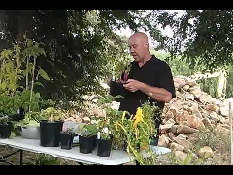 how to grow mangel wurzel