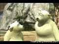 Polar Bears in Captivity Comedy
