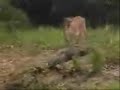 cougar vs crocodile   cougar is the winner 