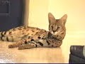 Meet A Serval Part 3 of 3 Meet A Serval Part 3 of 3