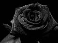 mechanical-moth-dead-roses.html