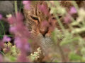 GATOS DROGADOS - DRUG CATS - NEBEDA - NEPETA - HIERBA GATERA