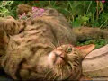 GATOS DROGADOS - DRUG CATS - NEBEDA - NEPETA - HIERBA GATERA