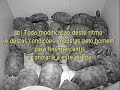 Direito dos Animais Direito dos Animais
