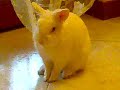 il mio coniglietto nano trudi mentre si fa il bagnetto!