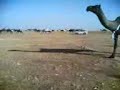 موقع سمان الهرج الشعبي مزاين مزايين الابل بعير ناقه ناقة فحل مجاهيم وضح قصايد قصيده قلطات قلطه شعر اشعارالهاجري القحطاني العتيبي السبيعي اليامي العجمي المري الحربي الدوسري شعبي
