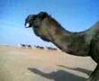 قعودان بعير ال زريق الهاجري اللي باعوه على الامير سلطان قعودان بعير ال زريق الهاجري اللي باعوه على الامير سلطان