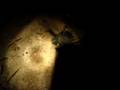 Tiny Turtles Hatching, Derawan Island NE Borneo.AVI
