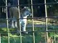 Siberian Tigers at Whipsnade Zoo Siberian Tigers at Whipsnade Zoo
