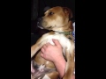 Video: Dog: Damn It Feels Good To Be A Gangsta
