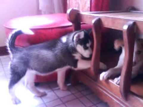 siberian husky