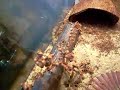 Androctonus australis Androctonus australis