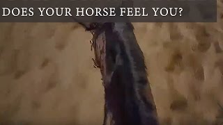 Does Your Horse Feel You?