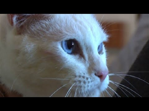 Achilles: Taube Katze wird offizielles WM-Orakel