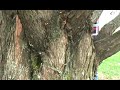 How to ID Metasequoia glyptostroboides How to ID Metasequoia glyptostroboides