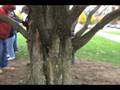 videos de How to ID Metasequoia glyptostroboides