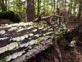 Musique Benny Hills sur une balade en forêt avec mon chien