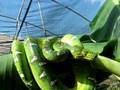 Adult Emerald Tree on Banana Tree
