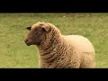 Les Pages Jaunes - Moutons