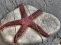 The Cranberries - Star