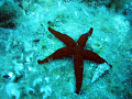 The Cranberries - Star