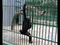 9ard chamkar à dakar