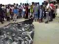 A Great Catch - Sierra Leone