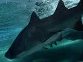 paolo alfredo extreme shark dive australia squalo nurse