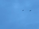 Wedge tail eagles