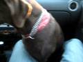 videos de el Coco se pone loco en el auto
