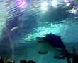 submitted by topvideo on Fri May 16 2008 at 02:47pm