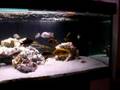 videos de Petrochromis Moshie and Kazumbe