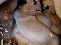 kangal pups toros en naz