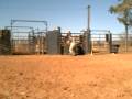 videos de Lot #3074 - Yearling Heifer