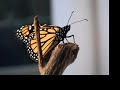Monarch Butterfly Emerging