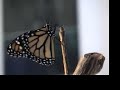 Monarch Butterfly Emerging