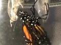 Monarch Butterfly Emerging