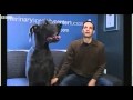 Tallest Dog In The World  - It
