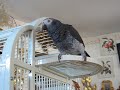 Batman  Dance by My African Grey 1st time  to music lol