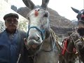 Antoni the Smiling Donkey! - Santorini Antoni the Smiling Donkey! - Santorini