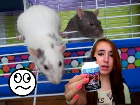 how to treat upper respiratory infection in rats